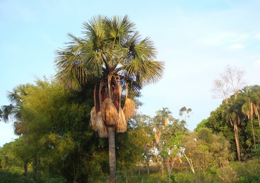 buriti