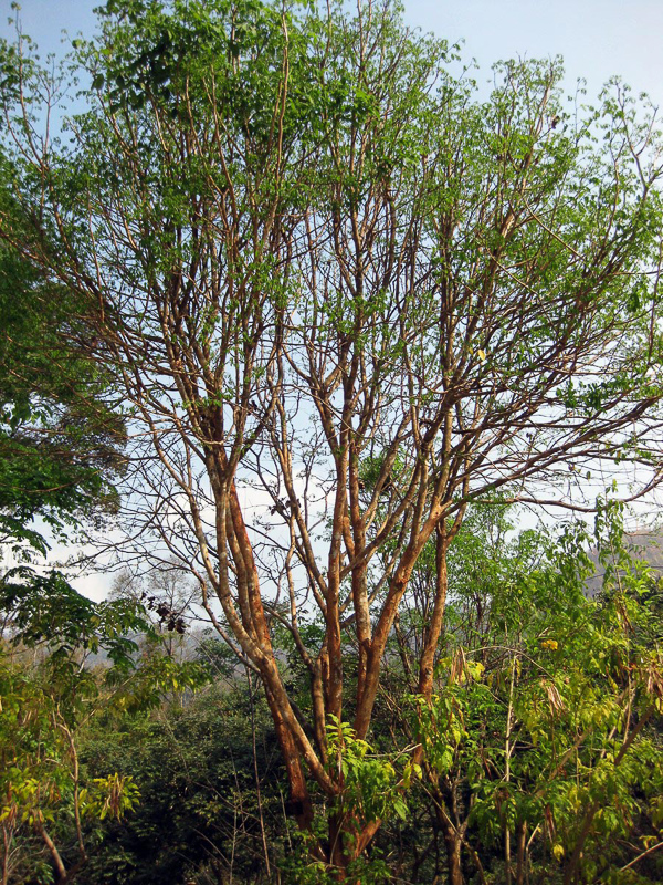 jacarand