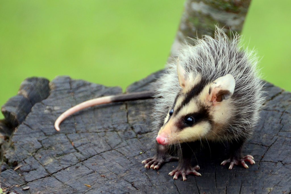 Didelphis albiventris ELISA ILHA 1 1024x683