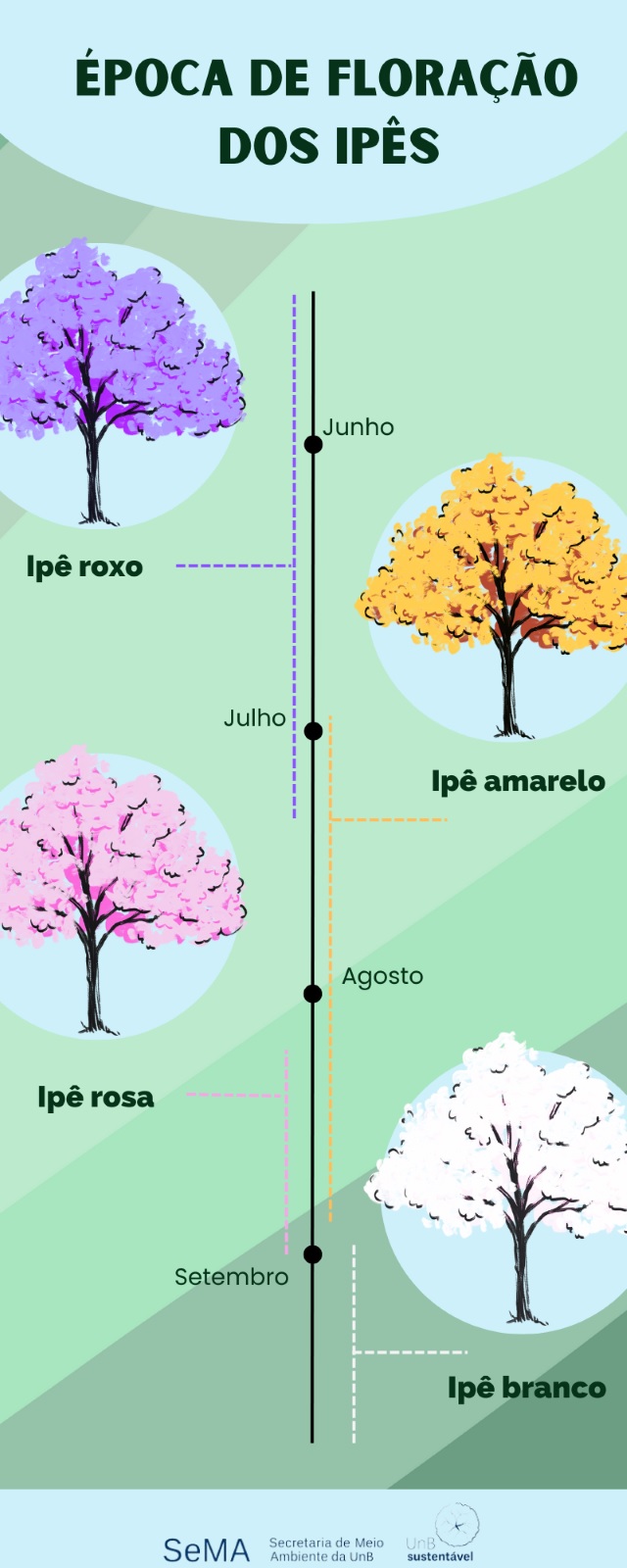epoca de floracao dos ipes