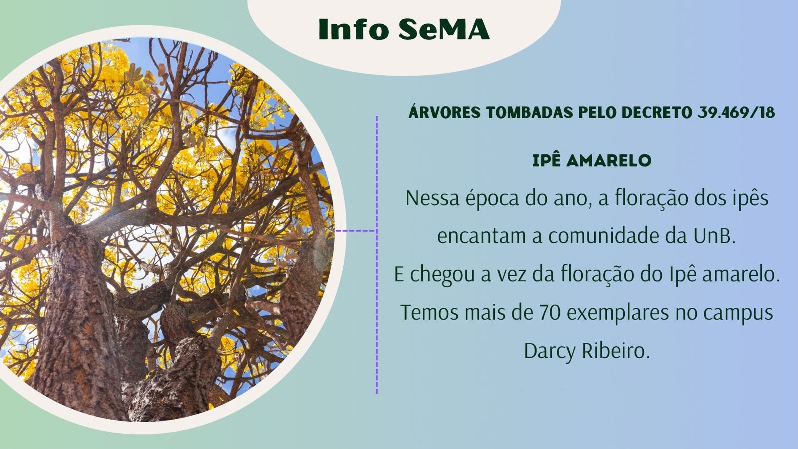 info sema ipe amarelo slide