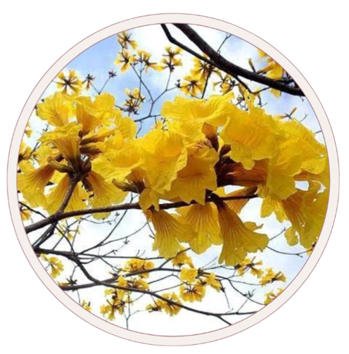 ipe amarelo removebg preview