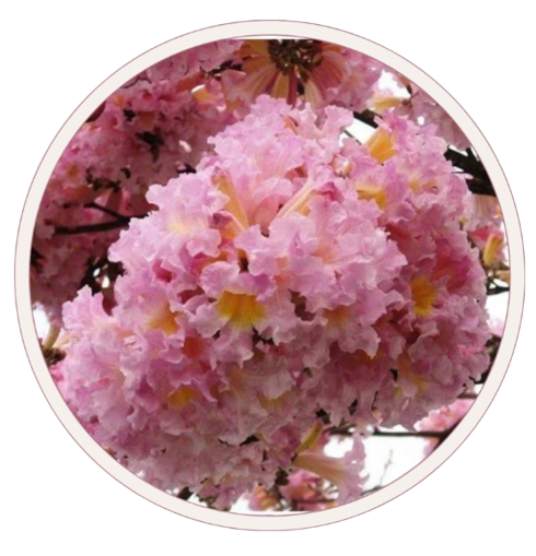 ipe rosa removebg preview